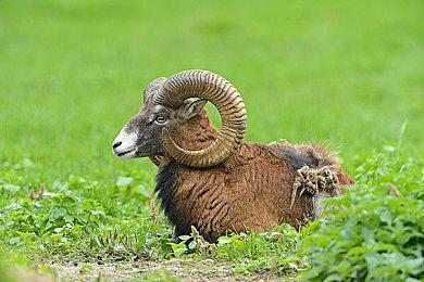 Xbox将在沙特地区停售？微软回应：假消息