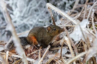 《刺客信条：影》新演示 展示奈绪江弥助战斗方式